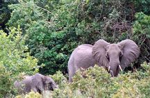 Shimba Hills Day tour from Mombasa / Diani