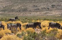Aquila Game Reserve Safari with Park Fees Transport and Lunch