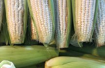 Frida´s World, Discover Coyoacan, Xochimilco and Her Legacy