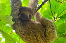 Sloths in the Rain Forest and Safari by the River 