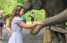 From Delhi: Taj Mahal Sunrise Tour with Elephant SOS Centre