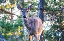 From Helsinki: Wildlife Safari with Campfire Dinner