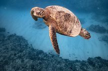 Turtle Canyon Snorkel from Waikiki: Turtles Guaranteed