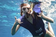 Turtle Canyon Snorkel from Waikiki: Turtles Guaranteed