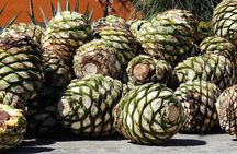 From Puebla : Mezcal Tour + Atlixco Tour Private Tour