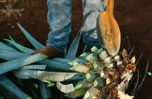 From Puebla : Mezcal Tour + Atlixco Tour Private Tour