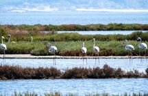 Karavasta Lagoon Adventure: Boat & Wildlife Tour from Durrës