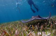 Hol Chan Marine Reserve and Shark Ray Snorkeling San Pedro Belize