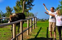 Karavasta Lagoon Adventure: Boat & Wildlife Tour from Durrës