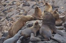 Swimming with Sea Lions on Palomino Island in Lima with Tickets