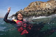 Swimming with Sea Lions on Palomino Island in Lima with Tickets