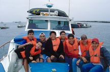 Swimming with Sea Lions on Palomino Island in Lima with Tickets