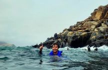 Swimming with Sea Lions on Palomino Island in Lima with Tickets
