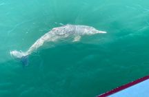 Dolphin Watching Tan and Pig Island Tour from Koh Samui 