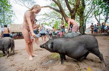 Dolphin Watching Tan and Pig Island Tour from Koh Samui 