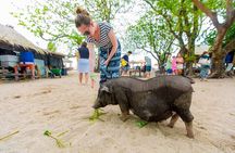 Dolphin Watching Tan and Pig Island Tour from Koh Samui 