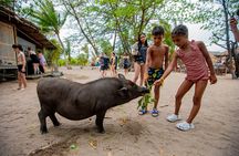 Pink Dolphin and Pig Island Snorkeling Tour from Koh Samui
