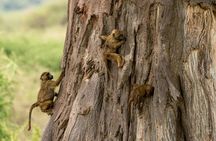 5 Days Private Luxury Safari in Tanzania 