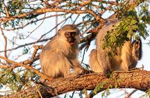 5 Days Private Luxury Safari in Tanzania 