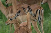 5 Days Private Luxury Safari in Tanzania 