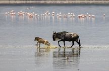 5 Days Safari Tarangire, Serengeti, Ngorongoro & Lake Manyara