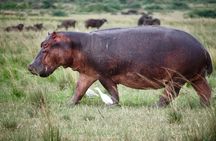 5 Days Safari Tarangire, Serengeti, Ngorongoro & Lake Manyara
