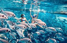Kamiros Skala: Marine Life Experience and Alimia Island 