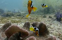 Scuba Diving Adventure in Musandam, Oman