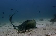 Scuba Diving Adventure in Musandam, Oman
