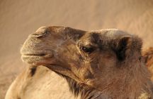 Half day Quad and Camel Ride