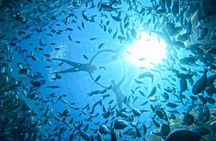 Kamiros Skala: Marine Life Experience 