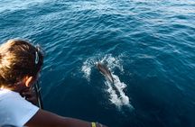 Kamiros Skala: Marine Life Experience 