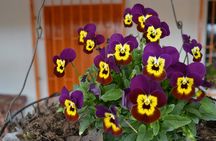Flower Farm & Silletas Tour in Santa Elena Medellin 