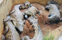 South Mauritius: Crocodile Park, 7-Coloured Earth and Lunch