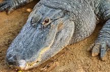 South Mauritius: Crocodile Park, 7-Coloured Earth and Lunch