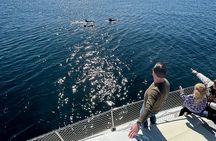 2-Hour Dolphin Watching Cruise with Drink & Appetizers Included
