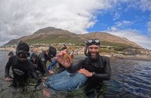Snorkeling the African Sea Forest in Cape Town
