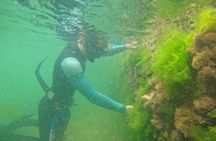 Private Guided Snorkeling the African Sea Forest(Incl. GoPro Rec)