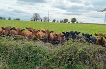Bath, Stonehenge & Cotswolds Village Day Tour: London Paddington