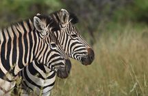 Addo Elephant National Park Private Tour