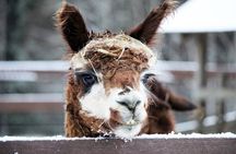 HELSINKI: the Only Alpaca Farm Tour with Guided Walk (VIP)