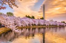 Cherry Blossom DC Tour with 10+ Stops and Optional Tickets