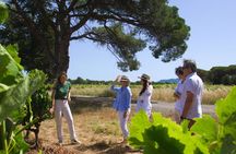 Day trip in Van in the heart of the Provençal Vineyard