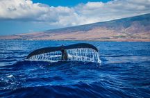 Private Guided Whale Watching Activity in Cape Town