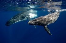 Private Guided Whale Watching Activity in Cape Town