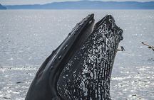 Private Guided Whale Watching Activity in Cape Town