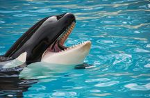 Private Guided Whale Watching Activity in Cape Town