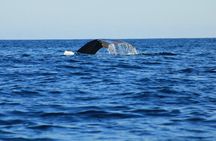 Private Whale Watching Tour Adventure