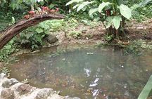 Anura Eco-tour guided by a biologist