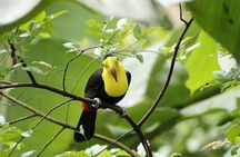 Anura Eco-tour guided by a biologist